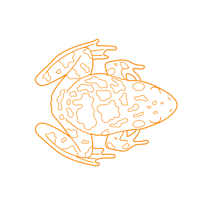 Free Download Vectors, Animals Frogs American Bullfrog Line Art Svg Vector
